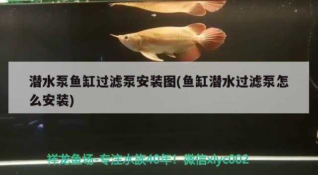 潛水泵魚缸過濾泵安裝圖(魚缸潛水過濾泵怎么安裝) 巴卡雷龍魚