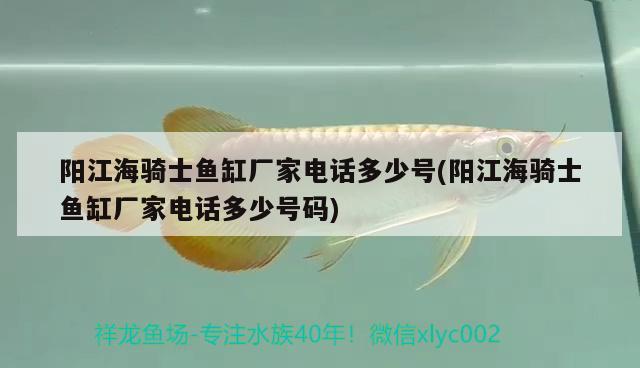 陽江海騎士魚缸廠家電話多少號(陽江海騎士魚缸廠家電話多少號碼)