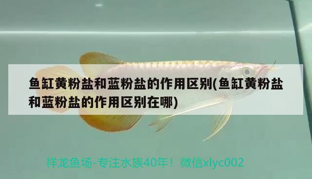 魚(yú)缸黃粉鹽和藍(lán)粉鹽的作用區(qū)別(魚(yú)缸黃粉鹽和藍(lán)粉鹽的作用區(qū)別在哪) 慈雕魚(yú)