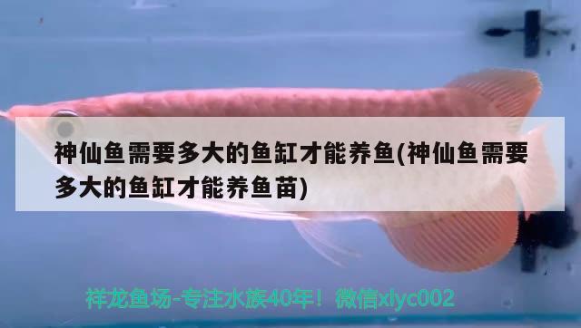 神仙魚需要多大的魚缸才能養(yǎng)魚(神仙魚需要多大的魚缸才能養(yǎng)魚苗) 財(cái)神鸚鵡魚