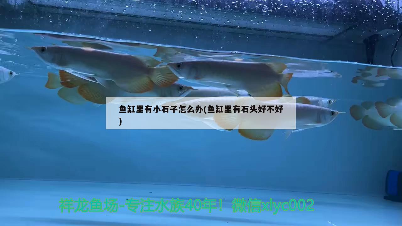 魚缸里有小石子怎么辦(魚缸里有石頭好不好)