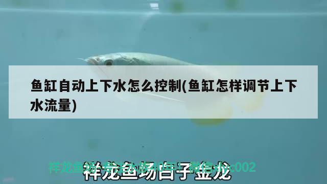 魚(yú)缸自動(dòng)上下水怎么控制(魚(yú)缸怎樣調(diào)節(jié)上下水流量) 黃金眼鏡蛇雷龍魚(yú)