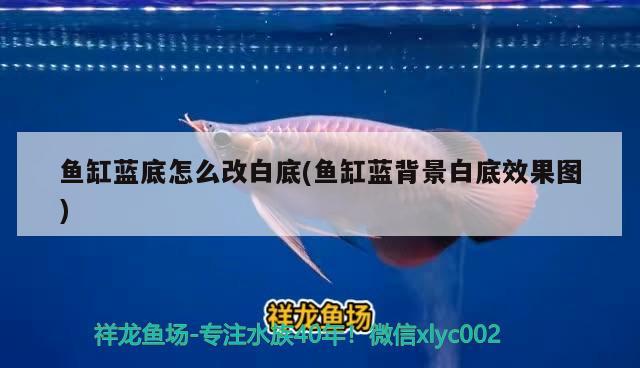 魚缸藍底怎么改白底(魚缸藍背景白底效果圖) 財神鸚鵡魚