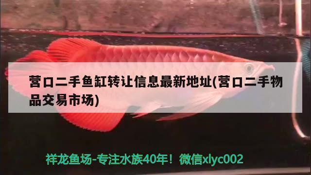 營口二手魚缸轉(zhuǎn)讓信息最新地址(營口二手物品交易市場(chǎng)) 紅尾平克魚