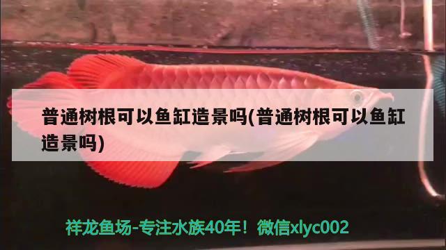 普通樹根可以魚缸造景嗎(普通樹根可以魚缸造景嗎) 海水魚（海水魚批發(fā)）