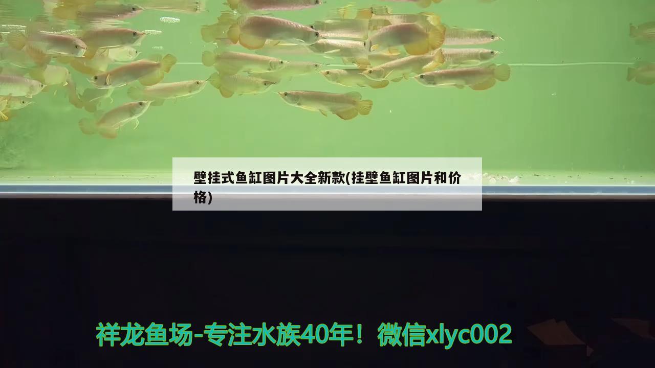 壁掛式魚缸圖片大全新款(掛壁魚缸圖片和價格) 紅勾銀版魚