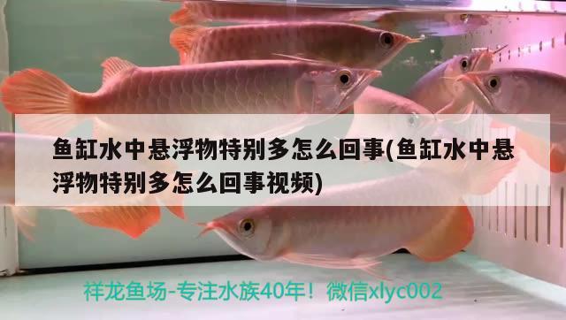 魚缸水中懸浮物特別多怎么回事(魚缸水中懸浮物特別多怎么回事視頻) 泰國虎魚 第2張