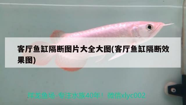 客廳魚缸隔斷圖片大全大圖(客廳魚缸隔斷效果圖) 紅老虎魚