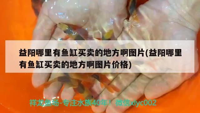 益陽哪里有魚缸買賣的地方啊圖片(益陽哪里有魚缸買賣的地方啊圖片價格) 白子銀龍魚苗