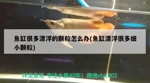 魚缸很多漂浮的顆粒怎么辦(魚缸漂浮很多細(xì)小顆粒) 斯維尼關(guān)刀魚