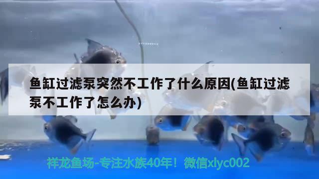 魚缸過濾泵突然不工作了什么原因(魚缸過濾泵不工作了怎么辦) 觀賞魚市場(chǎng)（混養(yǎng)魚）