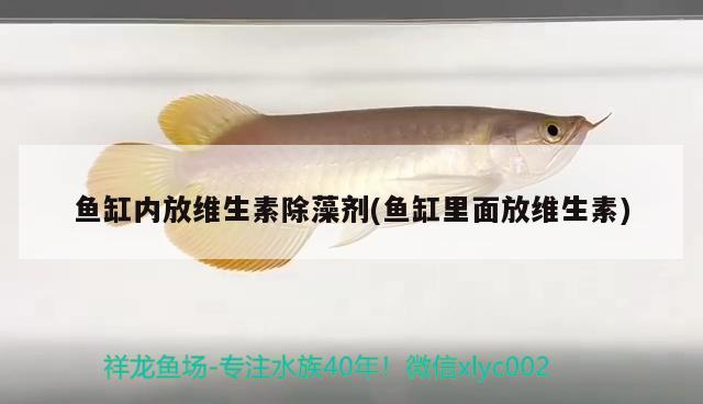 魚缸內(nèi)放維生素除藻劑(魚缸里面放維生素) 球鯊魚