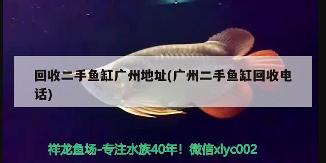 回收二手魚缸廣州地址(廣州二手魚缸回收電話) 野彩魚