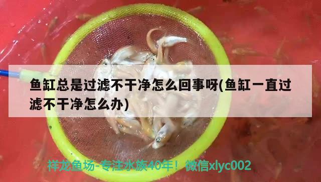 魚缸總是過濾不干凈怎么回事呀(魚缸一直過濾不干凈怎么辦) 觀賞魚企業(yè)目錄