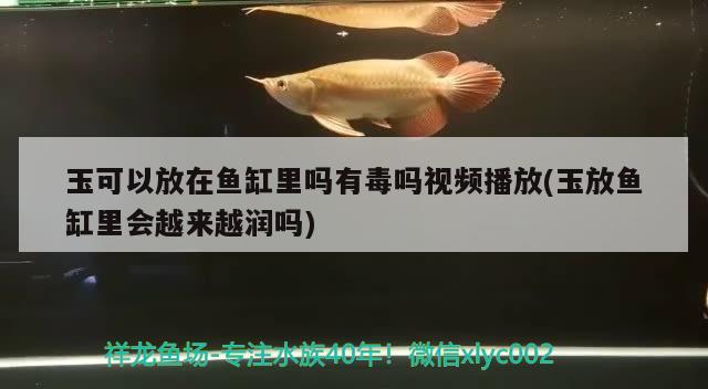 玉可以放在魚(yú)缸里嗎有毒嗎視頻播放(玉放魚(yú)缸里會(huì)越來(lái)越潤(rùn)嗎) 祥龍藍(lán)珀金龍魚(yú)