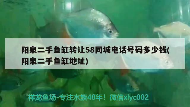 陽泉二手魚缸轉(zhuǎn)讓58同城電話號碼多少錢(陽泉二手魚缸地址)