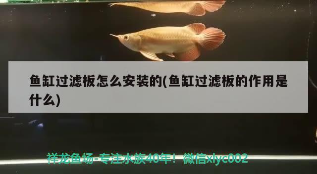 魚缸過濾板怎么安裝的(魚缸過濾板的作用是什么) 巴卡雷龍魚