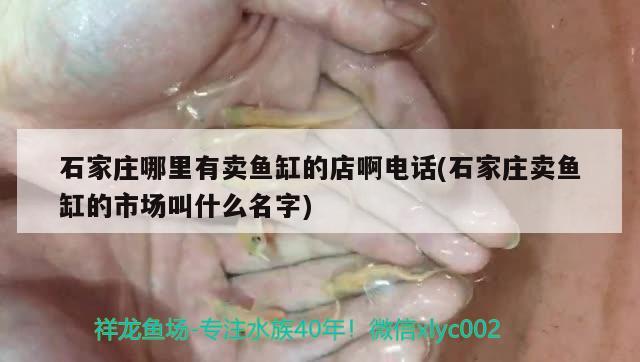 石家莊哪里有賣魚缸的店啊電話(石家莊賣魚缸的市場叫什么名字)