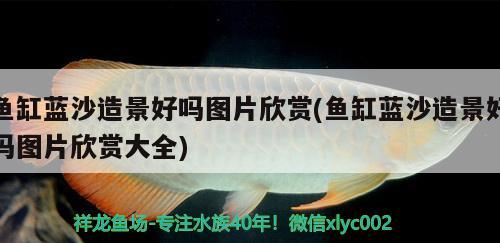 魚缸藍(lán)沙造景好嗎圖片欣賞(魚缸藍(lán)沙造景好嗎圖片欣賞大全)