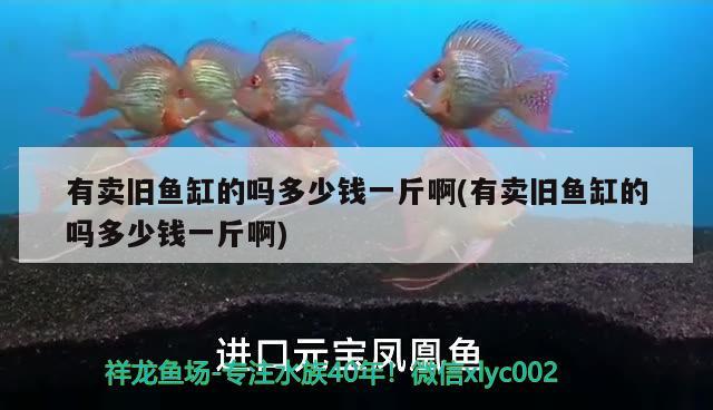 有賣(mài)舊魚(yú)缸的嗎多少錢(qián)一斤啊(有賣(mài)舊魚(yú)缸的嗎多少錢(qián)一斤啊) 紅尾平克魚(yú)