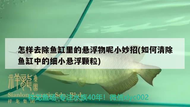 怎樣去除魚缸里的懸浮物呢小妙招(如何清除魚缸中的細(xì)小懸浮顆粒) 泰國虎魚（泰虎）