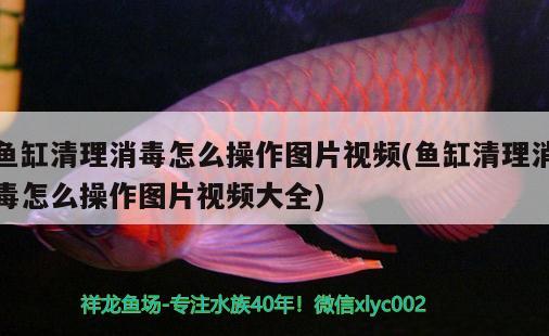 魚缸清理消毒怎么操作圖片視頻(魚缸清理消毒怎么操作圖片視頻大全)