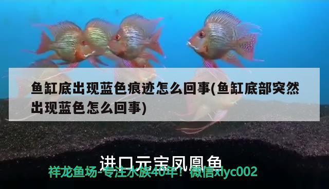 魚缸底出現(xiàn)藍(lán)色痕跡怎么回事(魚缸底部突然出現(xiàn)藍(lán)色怎么回事)