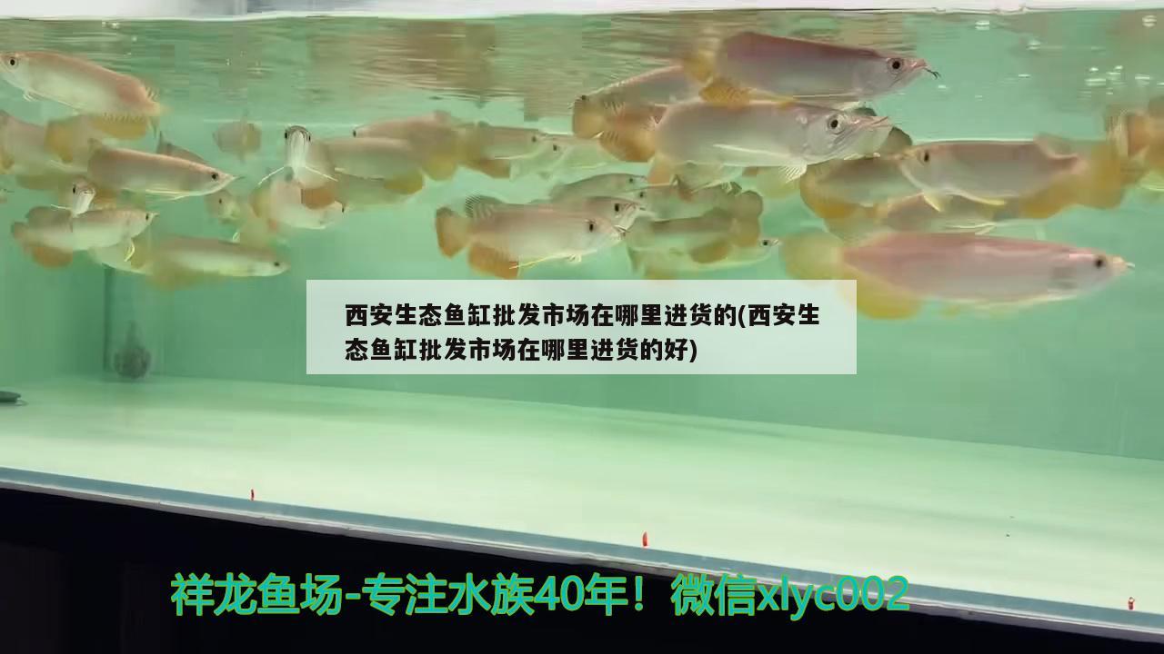 西安生態(tài)魚缸批發(fā)市場(chǎng)在哪里進(jìn)貨的(西安生態(tài)魚缸批發(fā)市場(chǎng)在哪里進(jìn)貨的好) 超血紅龍魚 第3張