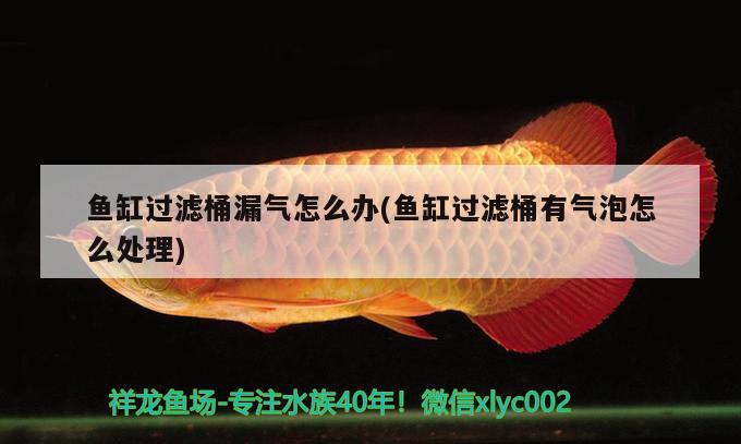 魚缸過濾桶漏氣怎么辦(魚缸過濾桶有氣泡怎么處理) 奈及利亞紅圓點狗頭