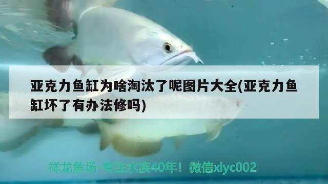 亞克力魚缸為啥淘汰了呢圖片大全(亞克力魚缸壞了有辦法修嗎) 雙線側(cè)魚