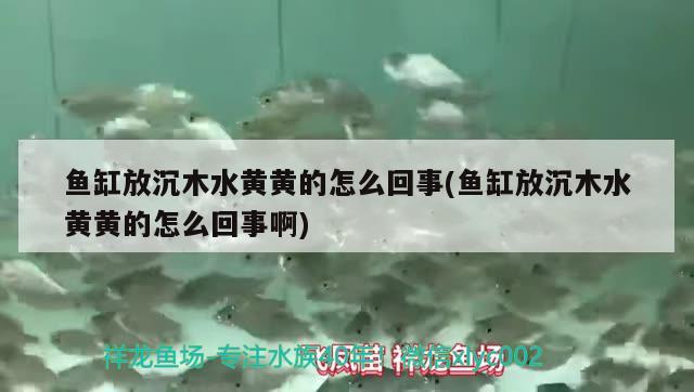 魚缸放沉木水黃黃的怎么回事(魚缸放沉木水黃黃的怎么回事啊) 泰龐海蓮魚