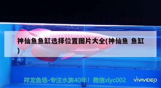 神仙魚魚缸選擇位置圖片大全(神仙魚魚缸) 哥倫比亞巨暴魚苗