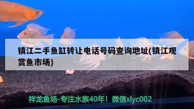 鎮(zhèn)江二手魚缸轉(zhuǎn)讓電話號碼查詢地址(鎮(zhèn)江觀賞魚市場) 觀賞魚市場（混養(yǎng)魚）