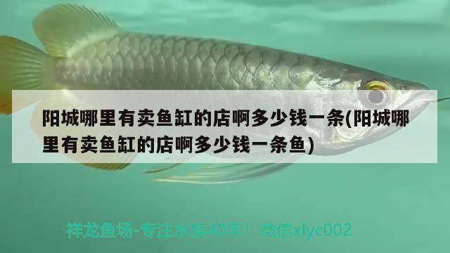 陽(yáng)城哪里有賣魚(yú)缸的店啊多少錢一條(陽(yáng)城哪里有賣魚(yú)缸的店啊多少錢一條魚(yú))