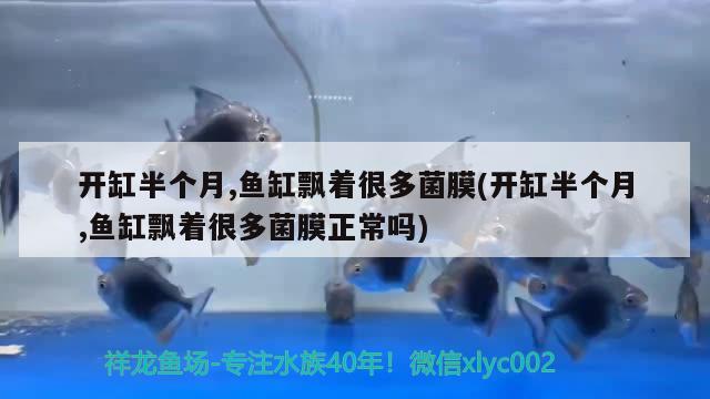 開缸半個月,魚缸飄著很多菌膜(開缸半個月,魚缸飄著很多菌膜正常嗎) 紅頭利魚