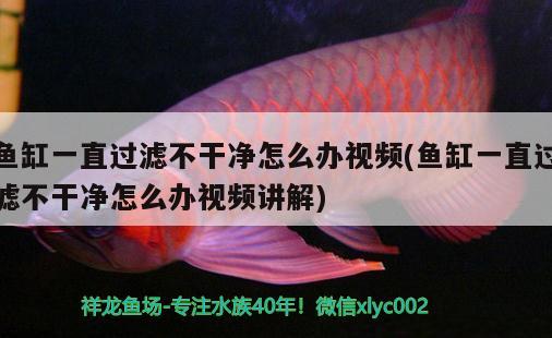 魚缸一直過濾不干凈怎么辦視頻(魚缸一直過濾不干凈怎么辦視頻講解) 七彩神仙魚