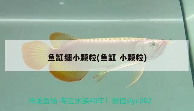 魚缸細(xì)小顆粒(魚缸小顆粒)