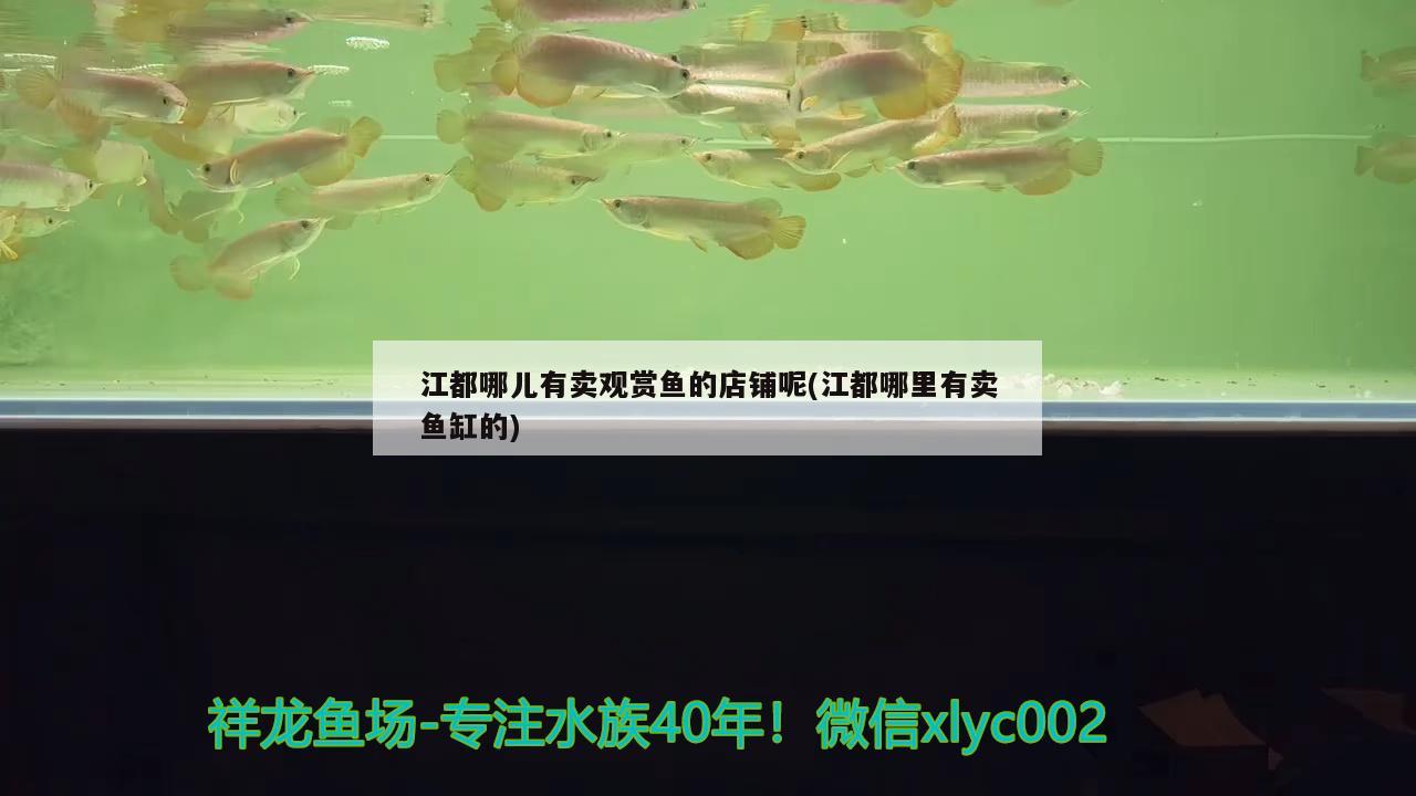 江都哪兒有賣觀賞魚的店鋪呢(江都哪里有賣魚缸的)