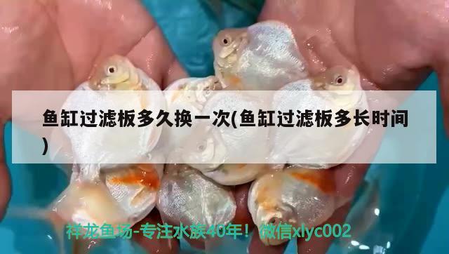 魚缸過(guò)濾板多久換一次(魚缸過(guò)濾板多長(zhǎng)時(shí)間)