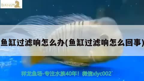 魚缸過濾響怎么辦(魚缸過濾響怎么回事)