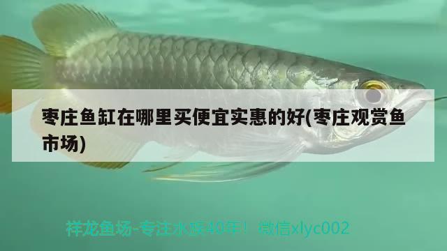 棗莊魚(yú)缸在哪里買(mǎi)便宜實(shí)惠的好(棗莊觀賞魚(yú)市場(chǎng))