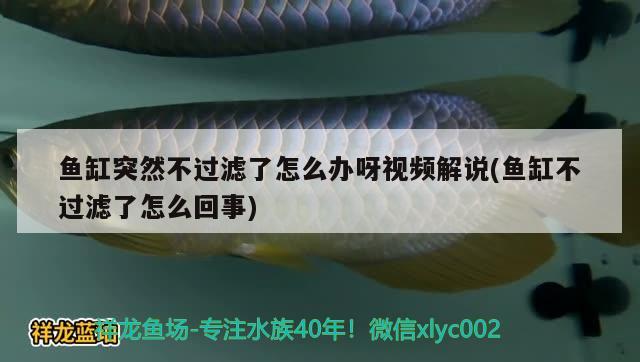 魚缸突然不過濾了怎么辦呀視頻解說(魚缸不過濾了怎么回事) 球鯊魚