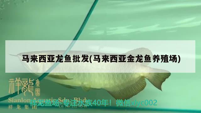 馬來西亞龍魚批發(fā)(馬來西亞金龍魚養(yǎng)殖場(chǎng))