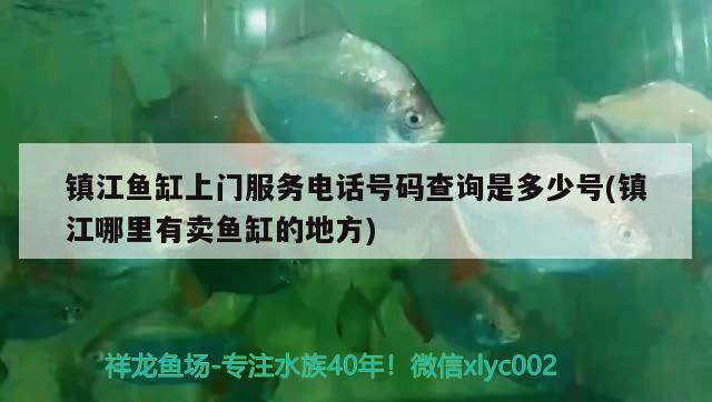 鎮(zhèn)江魚(yú)缸上門服務(wù)電話號(hào)碼查詢是多少號(hào)(鎮(zhèn)江哪里有賣魚(yú)缸的地方)