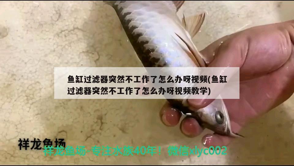 魚缸過濾器突然不工作了怎么辦呀視頻(魚缸過濾器突然不工作了怎么辦呀視頻教學(xué)) 白子紅龍魚