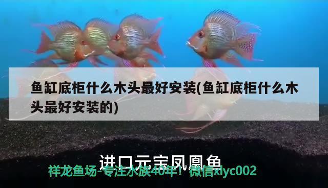 魚缸底柜什么木頭最好安裝(魚缸底柜什么木頭最好安裝的)