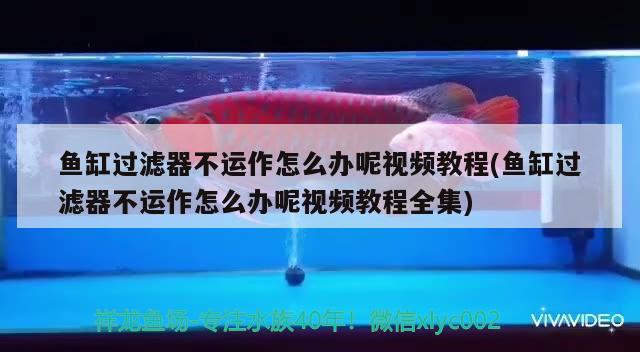 魚缸過濾器不運作怎么辦呢視頻教程(魚缸過濾器不運作怎么辦呢視頻教程全集)