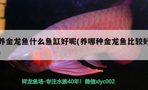 養(yǎng)金龍魚什么魚缸好呢(養(yǎng)哪種金龍魚比較好) 帝王三間魚