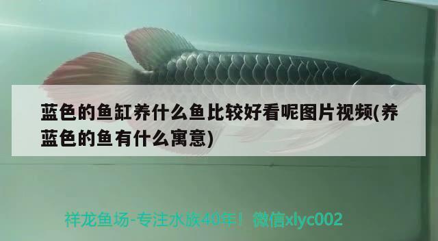 藍(lán)色的魚缸養(yǎng)什么魚比較好看呢圖片視頻(養(yǎng)藍(lán)色的魚有什么寓意)