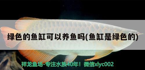 綠色的魚缸可以養(yǎng)魚嗎(魚缸是綠色的) 泰國虎魚（泰虎）